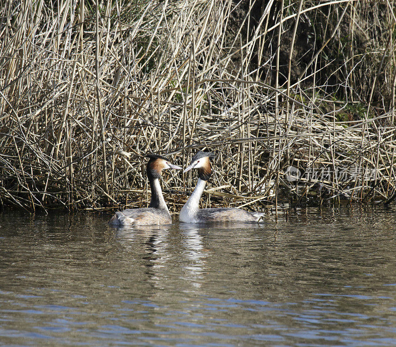 夏季羽毛的大冠毛鸊鷉(Podiceps cristatus)